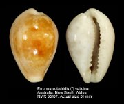 Erronea subviridis (f) vaticina